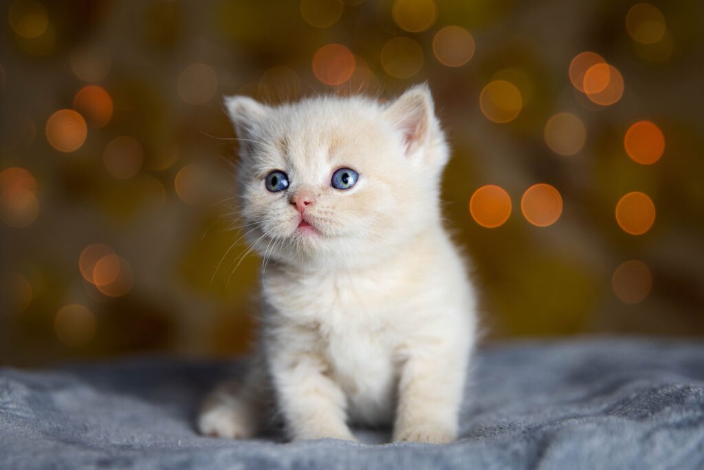 5 maneiras de ajudar seu gato com mau hálito