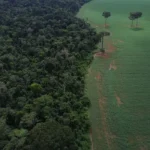 Brasil reduz em 42% perdas florestais em 2025, aponta estudo