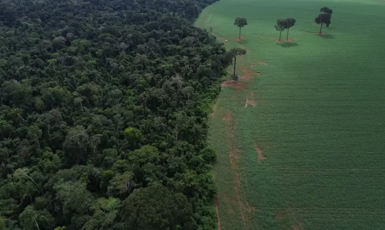 Brasil reduz em 42% perdas florestais em 2025, aponta estudo